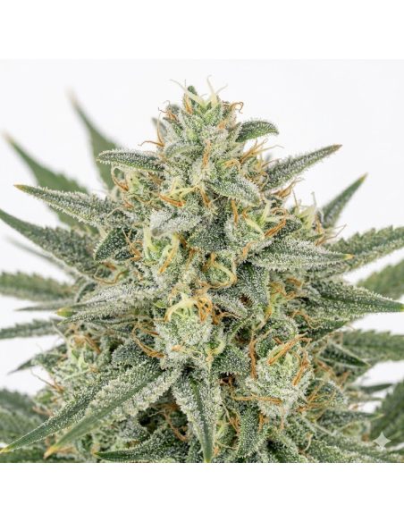 Bruce Banner Auto Samen – Just Seeds – Blütenstand, Nahaufnahme