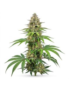 Amnesia Haze Auto Samen – Just Seeds