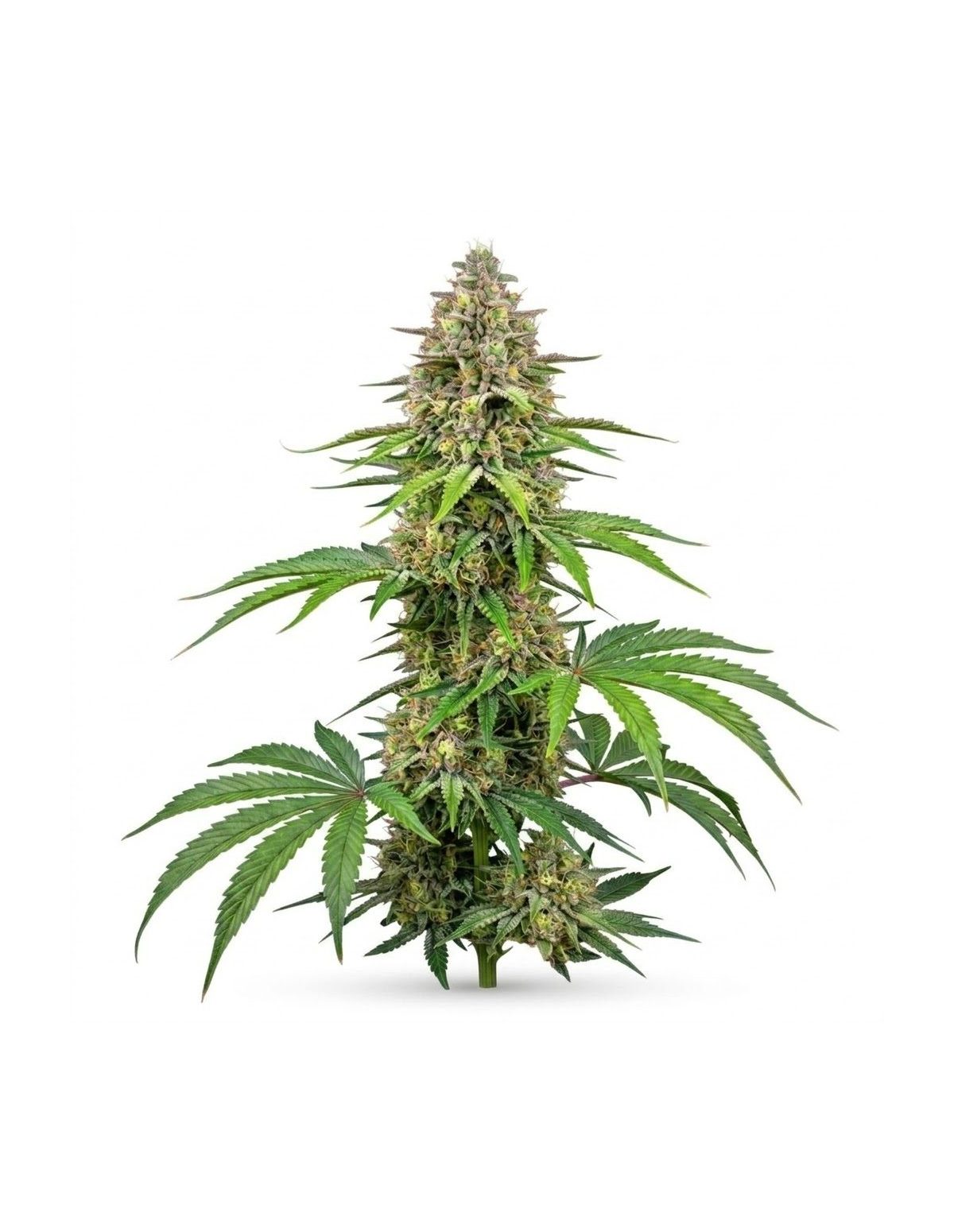 Amnesia Haze Auto Samen – Just Seeds – ganze Pflanze
