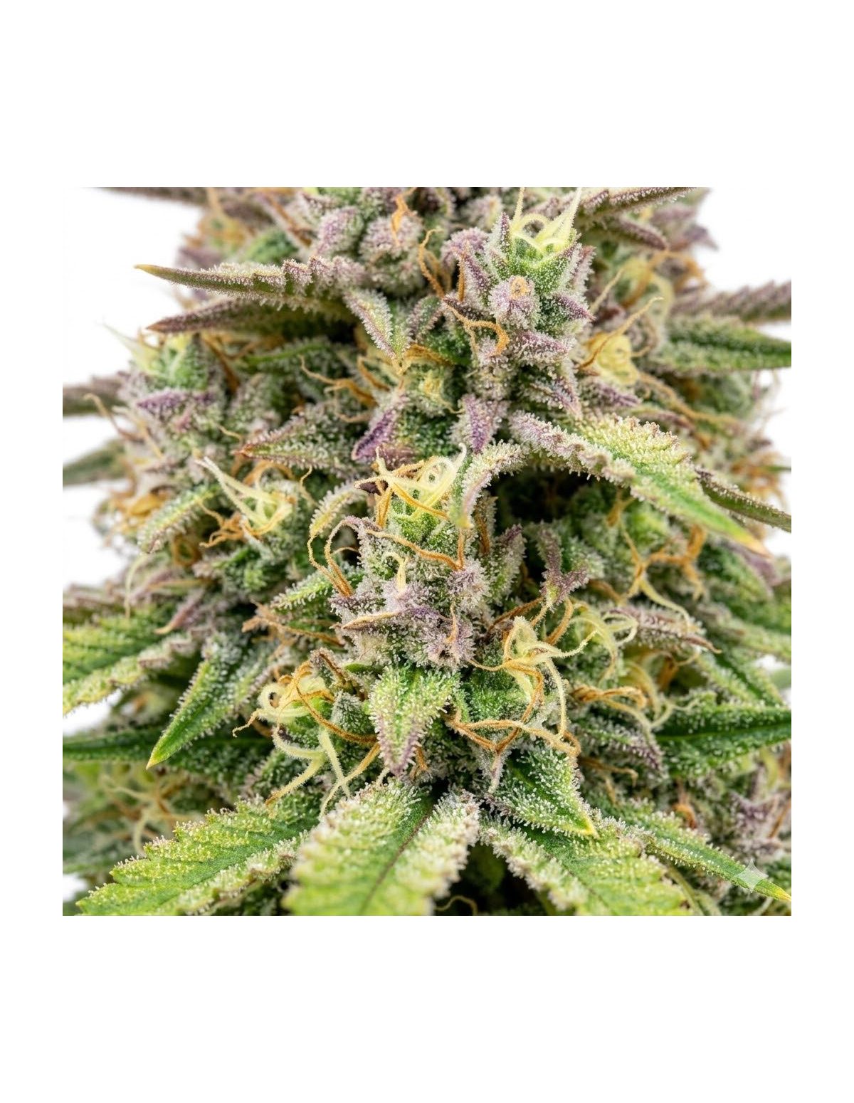 Amnesia Haze Auto Samen – Just Seeds – Nahaufnahme von Blütenständen