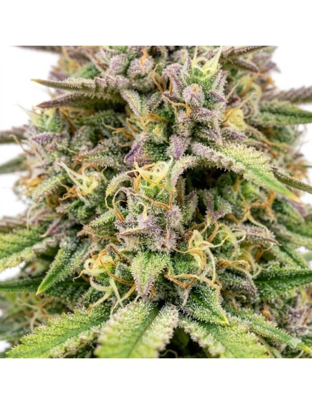 Amnesia Haze Auto Samen – Just Seeds – Nahaufnahme von Blütenständen