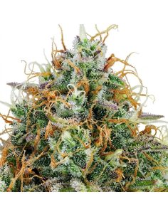 Amnesia Haze Auto Samen – Just Seeds 2