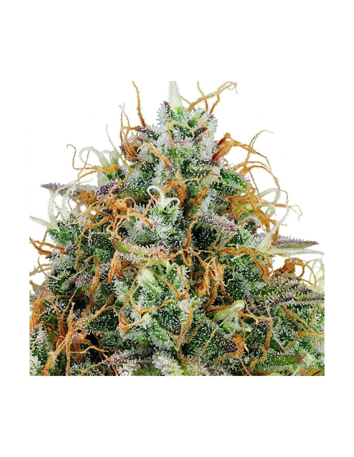 Amnesia Haze Auto Samen – Just Seeds – Nahaufnahme einer Blüte