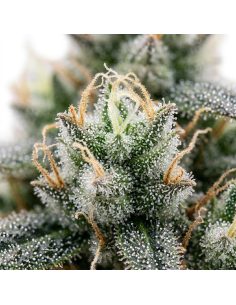 60 Day Grapefruit Auto Samen – Just Seeds 2