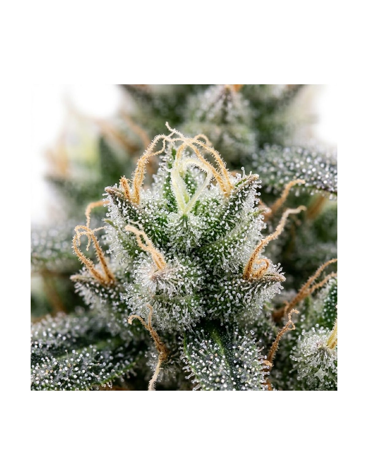 60 Day Grapefruit Auto Samen – Just Seeds – Illustrationsfoto, Nahaufnahme mit Härchen