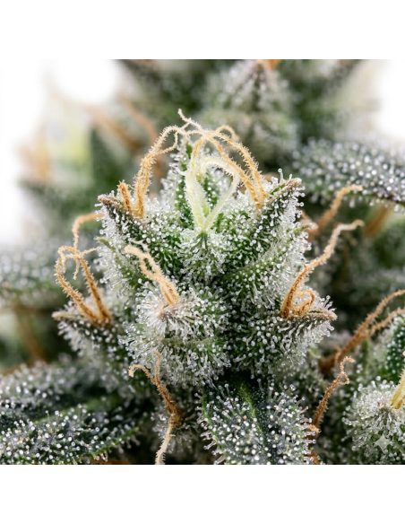 60 Day Grapefruit Auto Samen – Just Seeds – Illustrationsfoto, Nahaufnahme mit Härchen