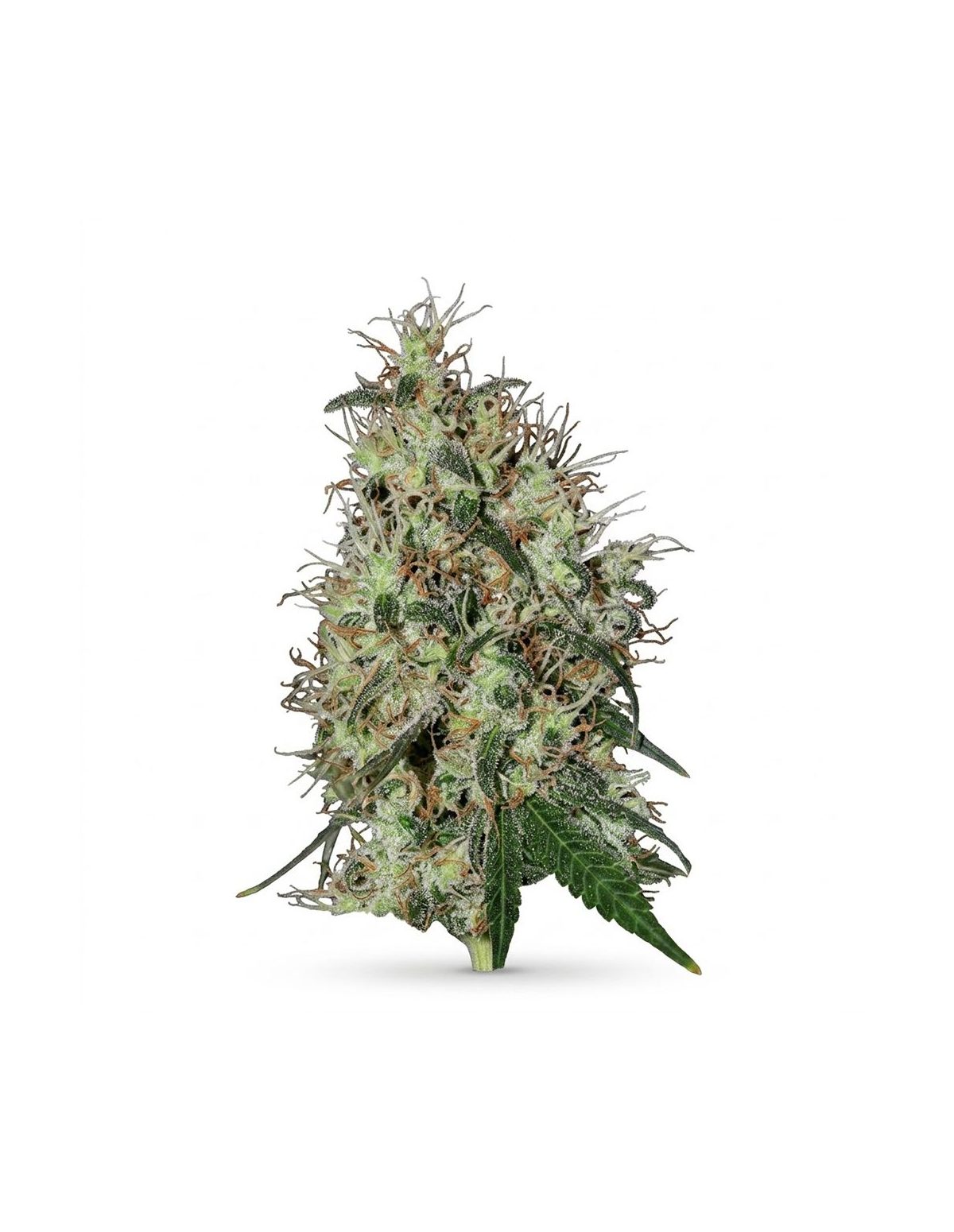 60 Day Grapefruit Auto Samen – Just Seeds – Illustrationsfoto einer Cannabisblüte