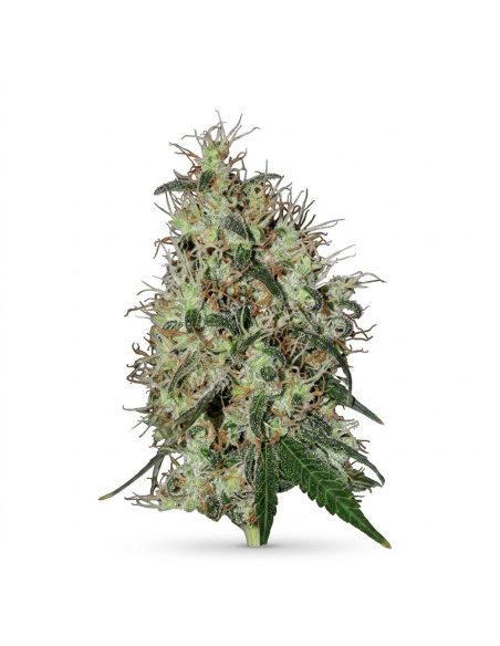 60 Day Grapefruit Auto Samen – Just Seeds – Illustrationsfoto einer Cannabisblüte