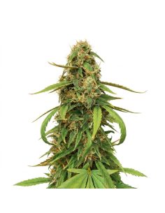 Amnesia Lemon Auto Samen – Just Seeds
