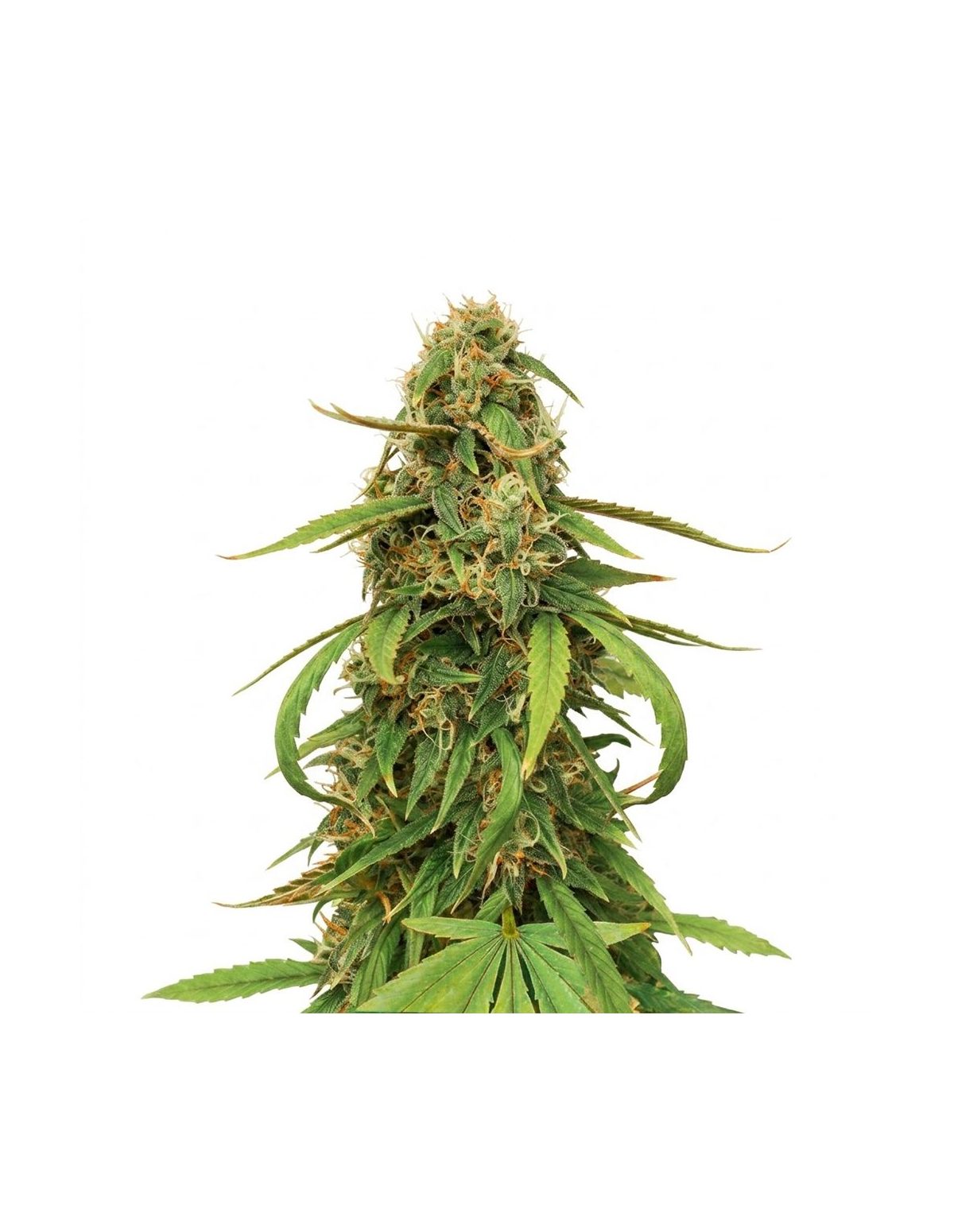 Amnesia Lemon Auto Samen – Just Seeds – blühende Cannabispflanze, Illustration