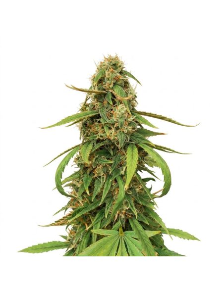 Amnesia Lemon Auto Samen – Just Seeds – blühende Cannabispflanze, Illustration