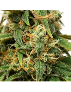Amnesia Lemon Auto Samen – Just Seeds 2