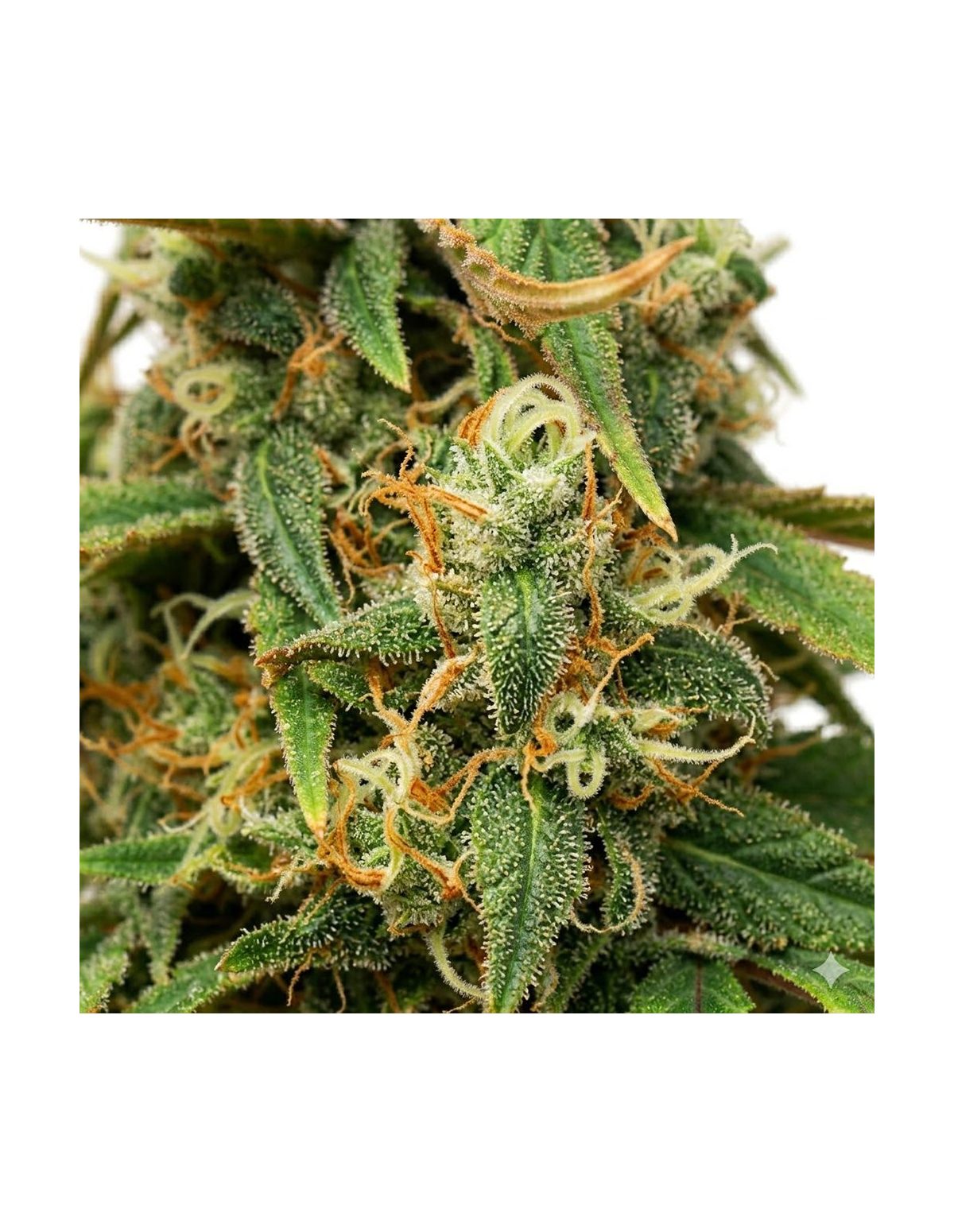 Amnesia Lemon Auto Samen – Just Seeds – Nahaufnahme einer Cannabisblüte, Illustration