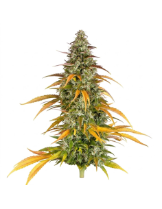 Watermelon Zkittlez Auto Samen – Just Seeds