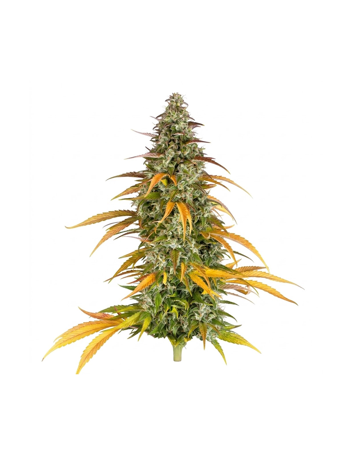 Watermelon Zkittlez Auto Samen – Just Seeds – Pflanze mit gelb und orange verfärbten Blättern, Gesamtansicht