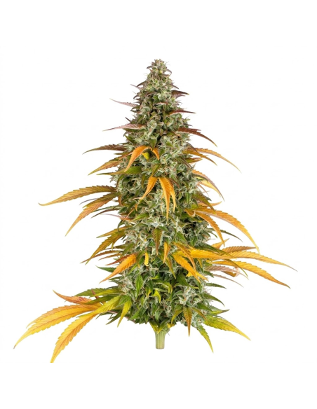 Watermelon Zkittlez Auto Samen – Just Seeds – Pflanze mit gelb und orange verfärbten Blättern, Gesamtansicht
