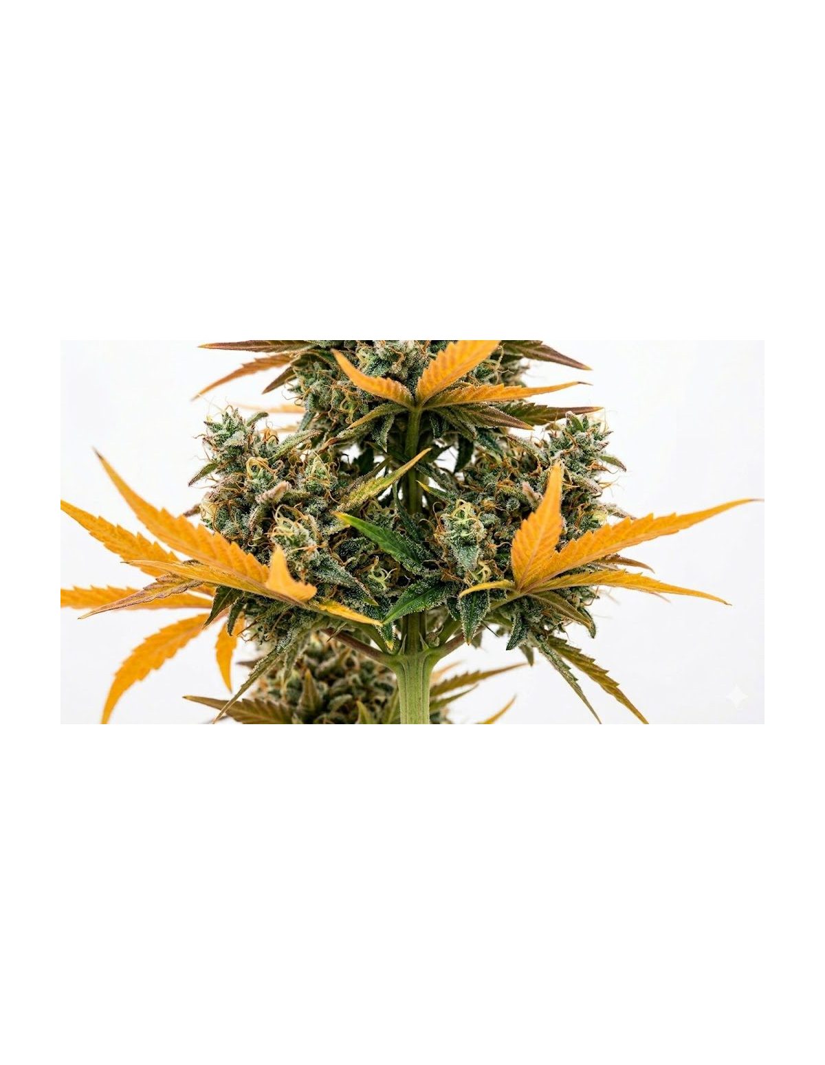Watermelon Zkittlez Auto Samen – Just Seeds – Blütenstände entlang des Stängels