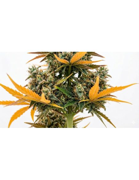 Watermelon Zkittlez Auto Samen – Just Seeds – Blütenstände entlang des Stängels