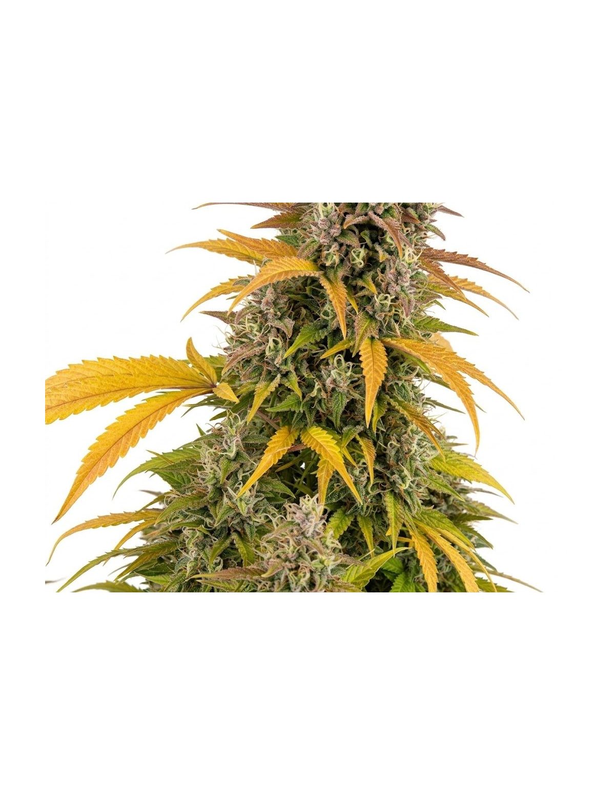 Watermelon Zkittlez Auto Samen – Just Seeds – oberer Teil der Pflanze, Nahaufnahme