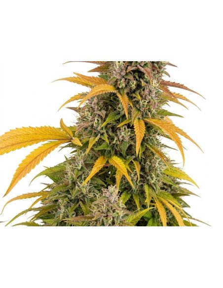 Watermelon Zkittlez Auto Samen – Just Seeds – oberer Teil der Pflanze, Nahaufnahme