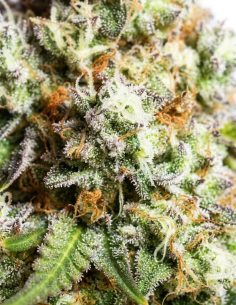 Gorilla Glue Auto Samen – Just Seeds 2