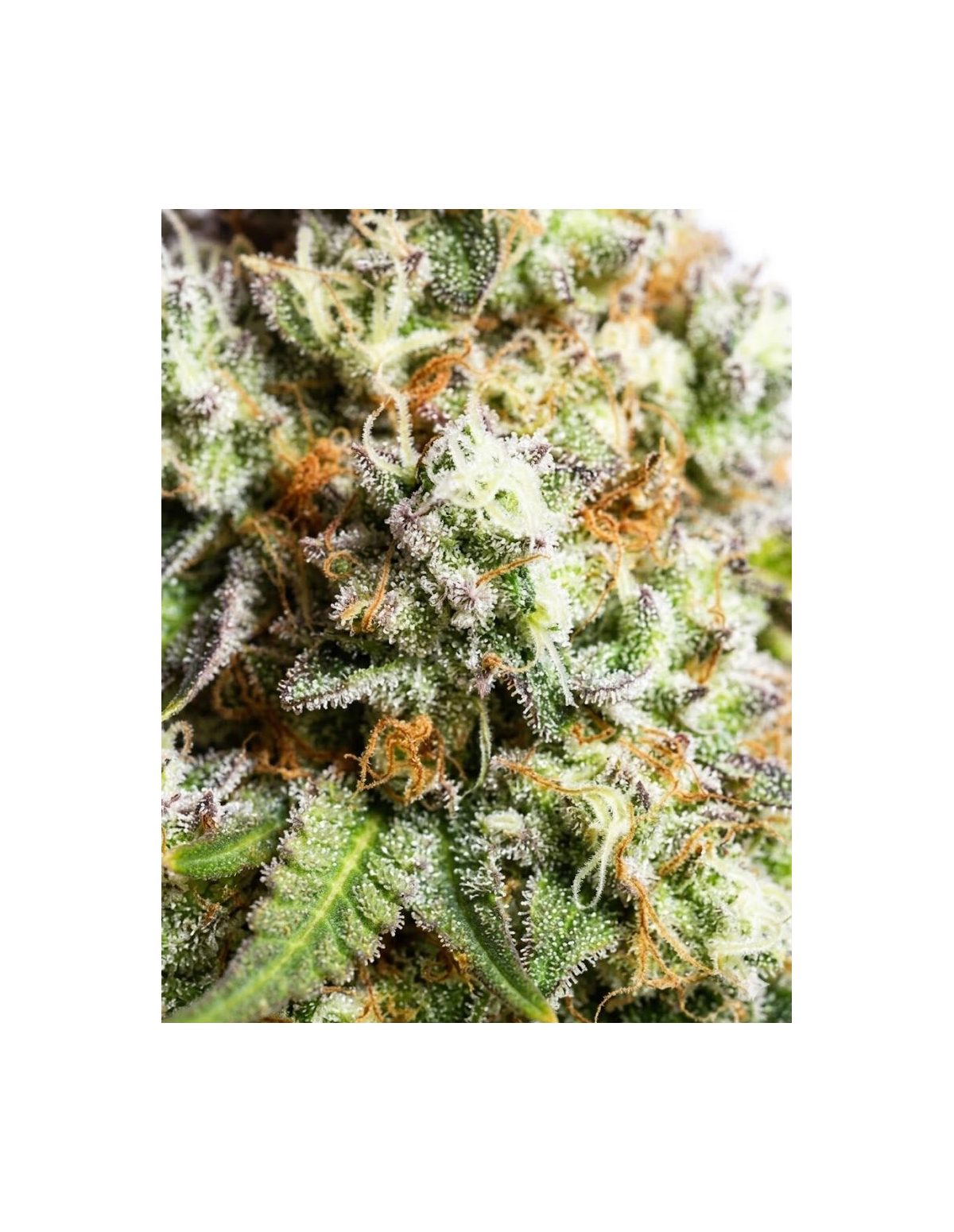 Gorilla Glue Auto Samen – Just Seeds – Nahaufnahme einer Blüte