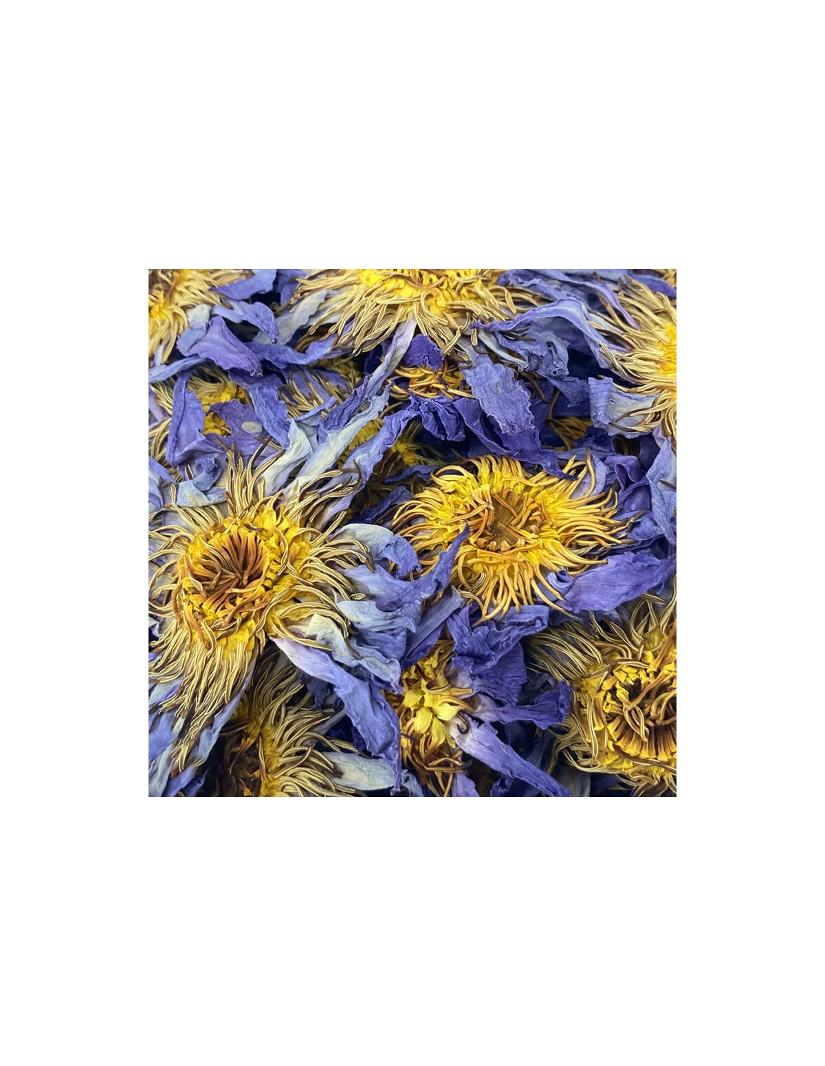 Blaue Lotusblüte – Indian Elements – getrocknete Blüten des Blauen Lotus, Detail