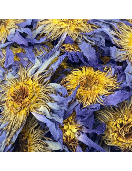 Blaue Lotusblüte – Indian Elements – getrocknete Blüten des Blauen Lotus, Detail