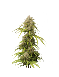 Bruce Banner Auto Samen – Just Seeds