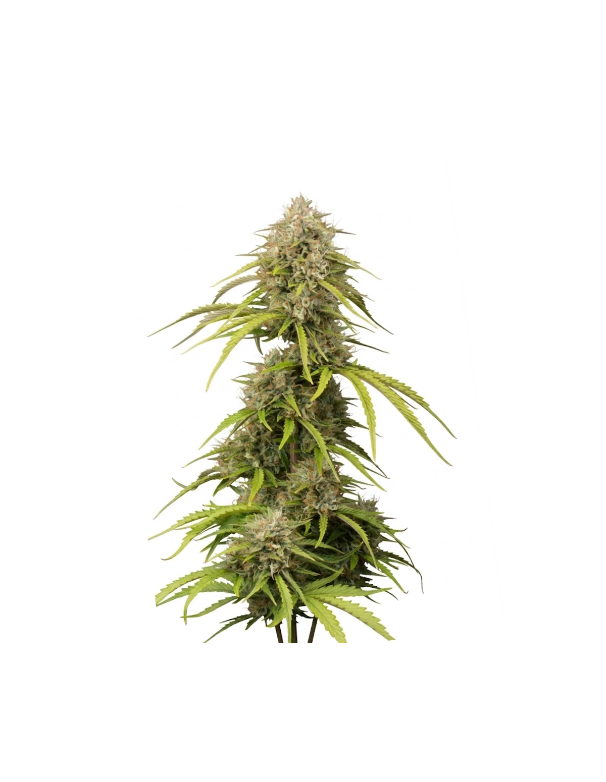Bruce Banner Auto Samen – Just Seeds – Cannabispflanze, Gesamtansicht