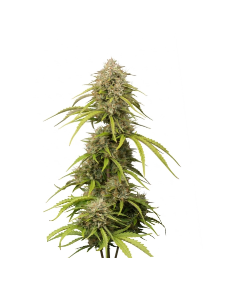 Bruce Banner Auto Samen – Just Seeds – Cannabispflanze, Gesamtansicht