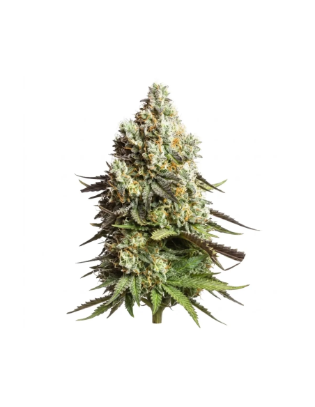 Gratisgeschenk – 3 Autoflower-Samen von Just Seeds – blühende Cannabispflanze