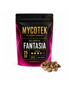 Magische Trüffel Psilocybe Fantasia – Mycotek