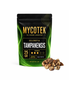 Magische Trüffel Psilocybe Tampanensis – Mycotek