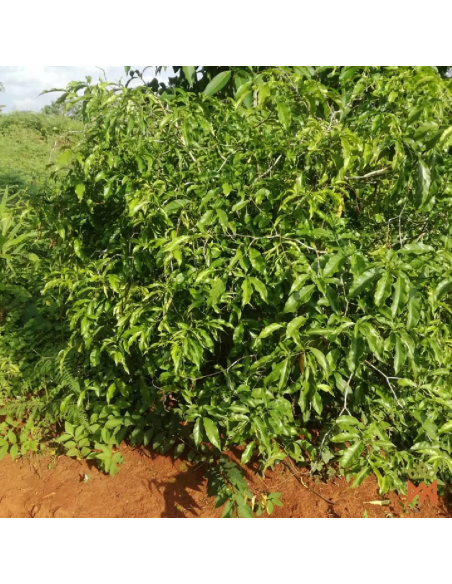 Iboga (Tabernanthe iboga) – belaubter Strauch auf roter Erde, Foto des Lieferanten