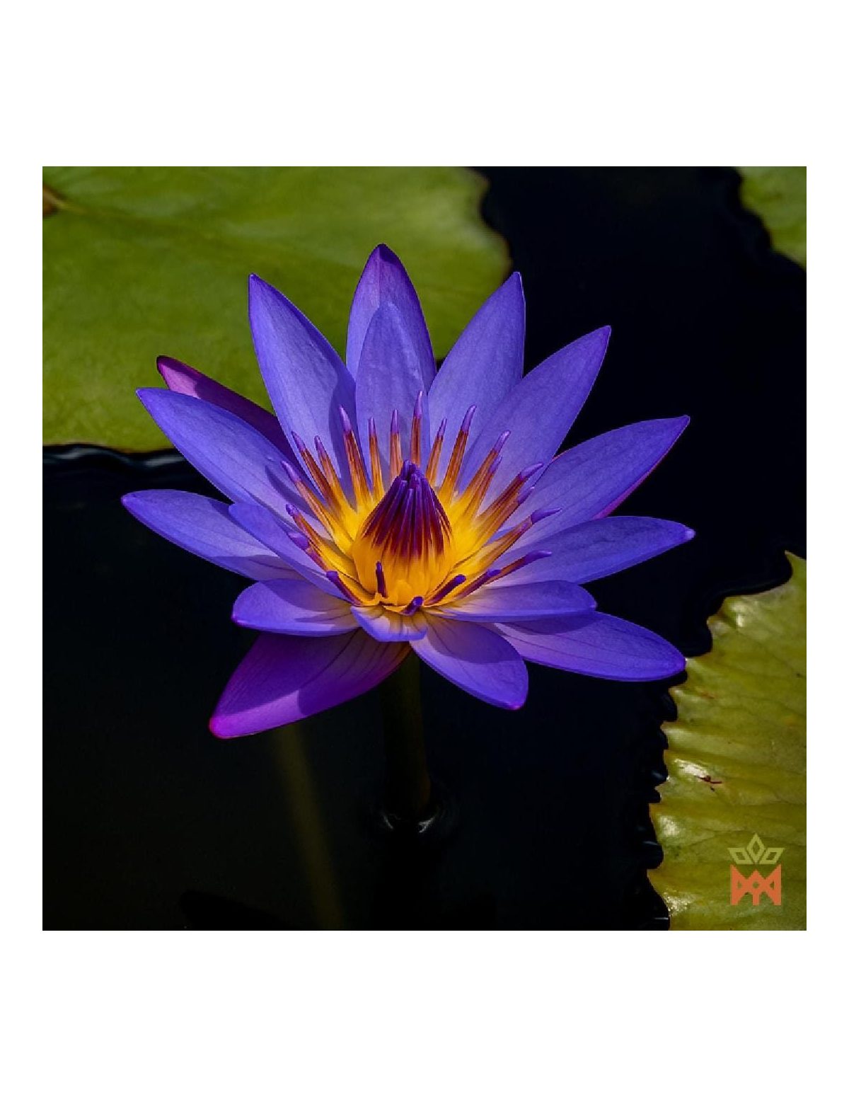 Blauer Lotus (Nymphaea caerulea) – geöffnete Blüte der lebenden Pflanze auf dem Wasser