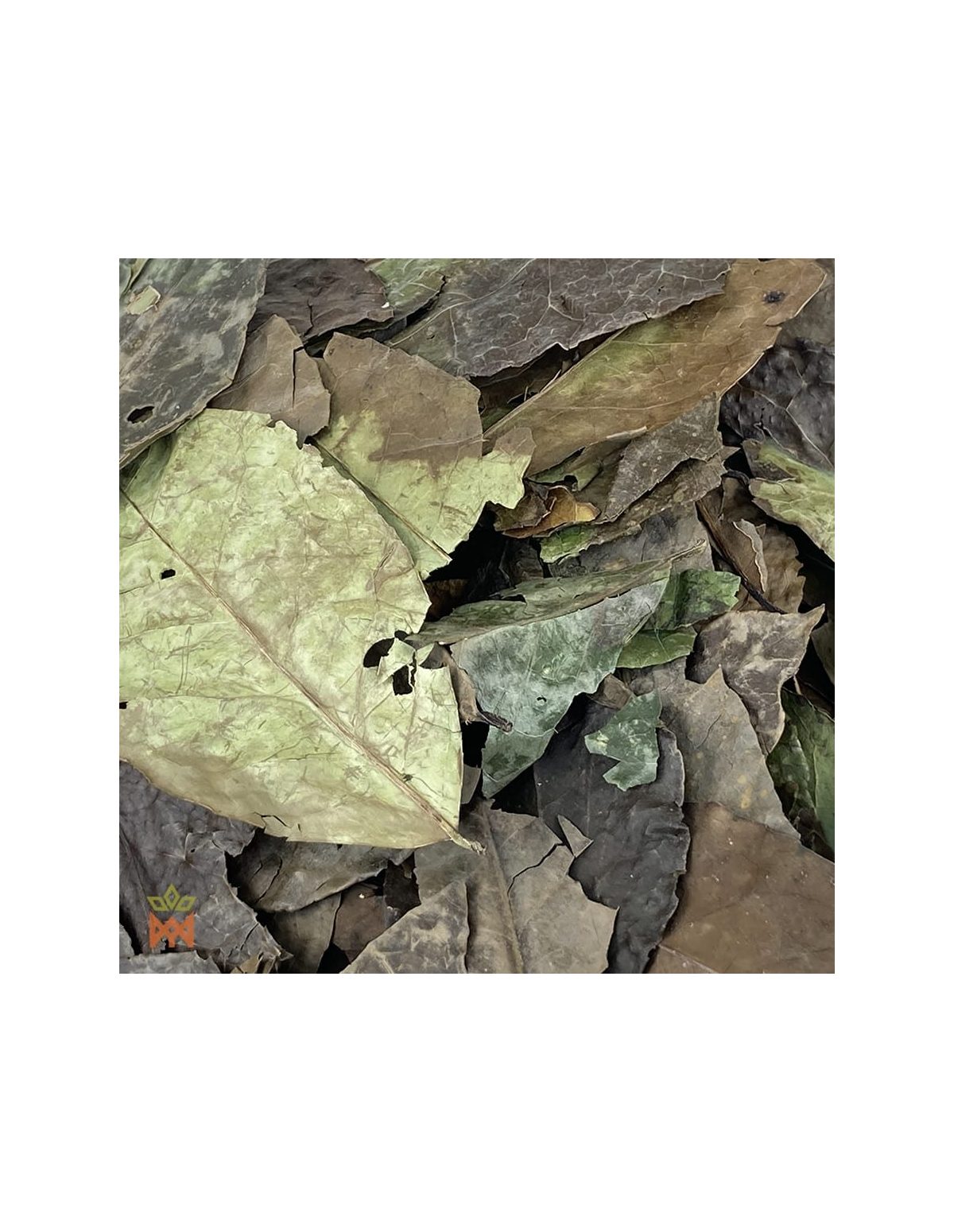 Guayusa aus Ecuador (Ilex guayusa) – Nahaufnahme der ganzen getrockneten Blätter