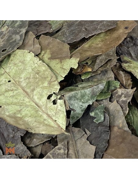 Guayusa aus Ecuador (Ilex guayusa) – Nahaufnahme der ganzen getrockneten Blätter