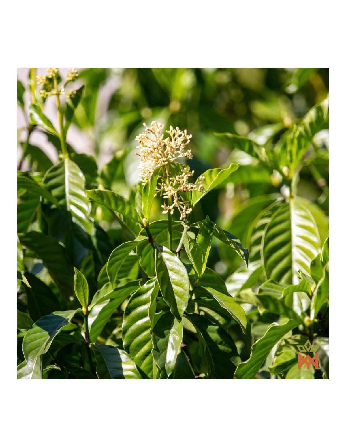 Chacruna aus Ucayali, Peru – Ganze Blätter, Psychotria viridis – blühende Pflanze, Foto des Lieferanten
