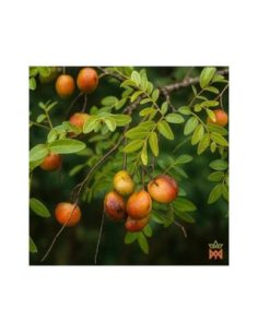 Copaiba-Öl aus Brasilien – Copaiba officinalis 2