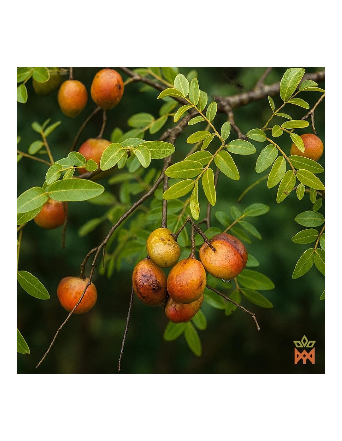 Copaiba-Öl aus Brasilien – Abbildung des Lieferanten: Zweig mit Blättern und orangefarbenen Früchten