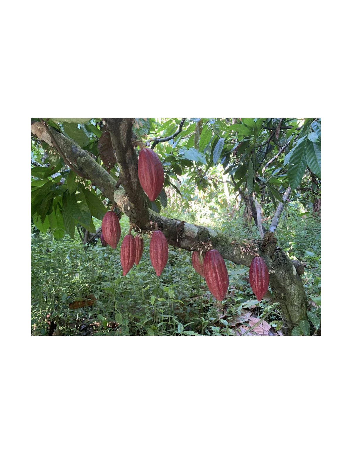 Zeremonieller Kakao der Arhuaca aus Kolumbien – Kakaofrüchte am Baum