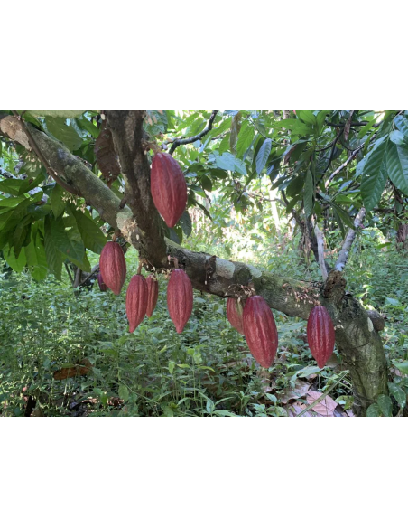 Zeremonieller Kakao der Arhuaca aus Kolumbien – Kakaofrüchte am Baum