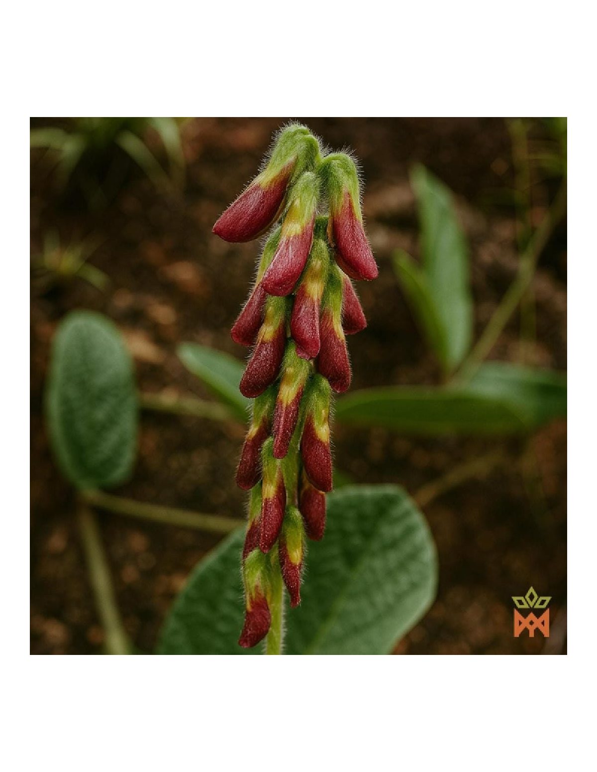Lieferantenfoto eines Blütenstands mit behaarten dunkelroten und gelben Blüten; Art nicht bestimmt