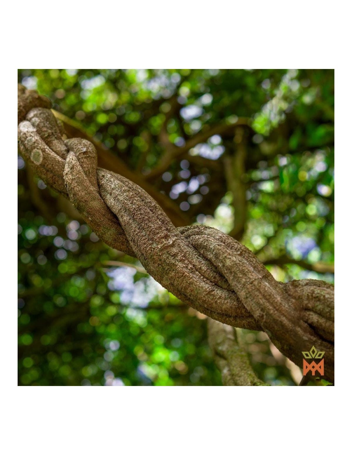 Brasilianische Caupuri-Liane – zerkleinert, Banisteriopsis caapi – gewundene lebende Liane zwischen Bäumen