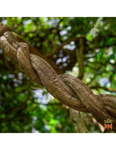 Brasilianische Caupuri-Liane – zerkleinert, Banisteriopsis caapi – gewundene lebende Liane zwischen Bäumen