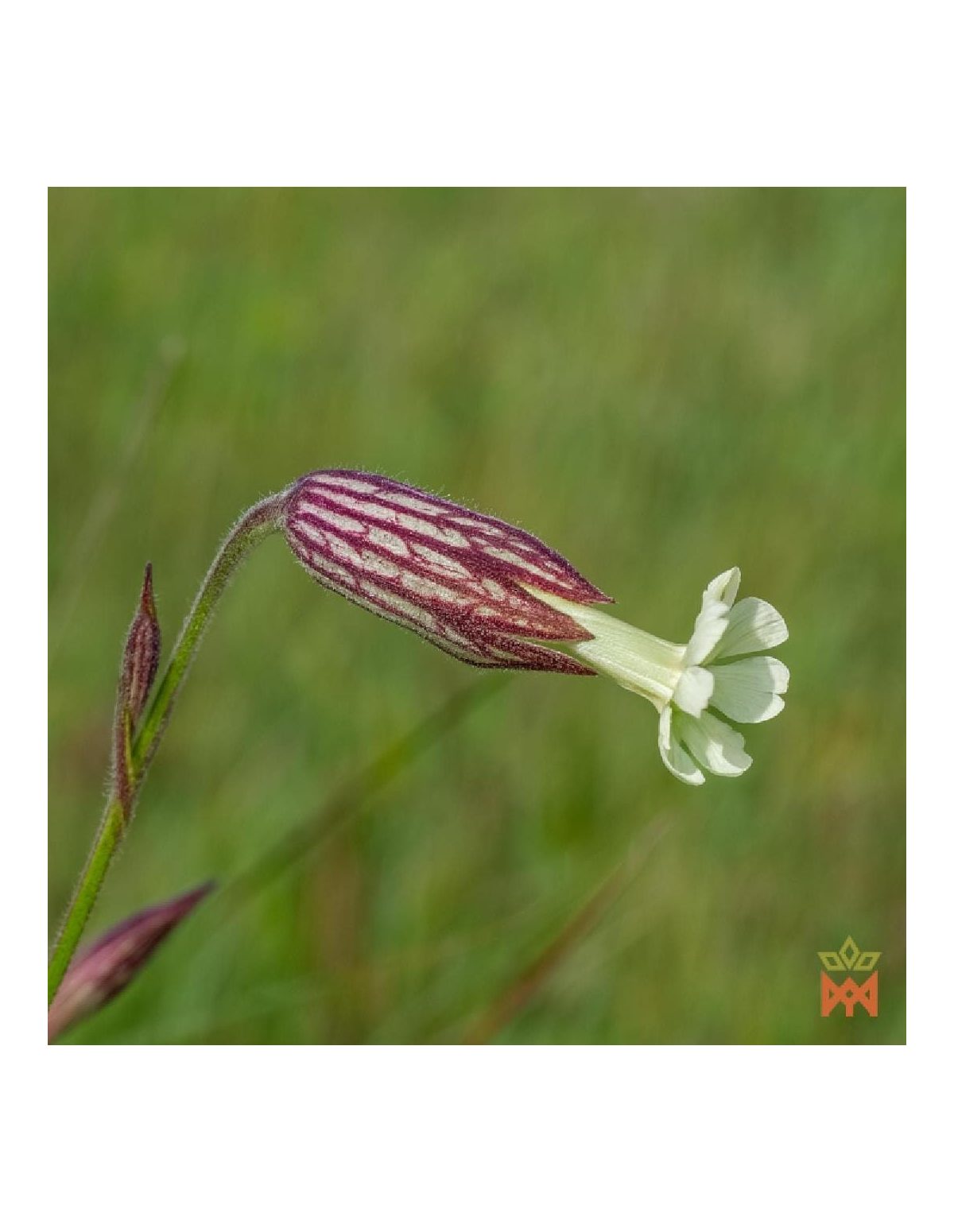 Traumwurzel – Lieferantenfoto einer Blüte mit purpurn geädertem Kelch (Art nicht bestimmt)