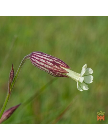 Traumwurzel – Lieferantenfoto einer Blüte mit purpurn geädertem Kelch (Art nicht bestimmt)