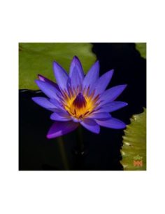 Blaue Lotusblume aus Thailand – 15:1 Blütentinktur,... 2