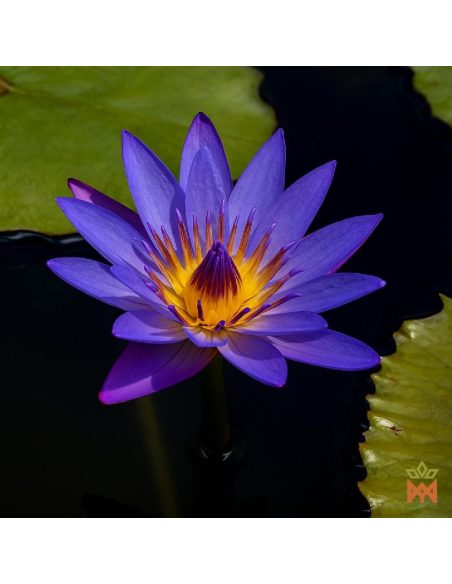 Blauer Lotus (Nymphaea caerulea) – geöffnete violette Blüte der lebenden Pflanze zwischen Schwimmblättern